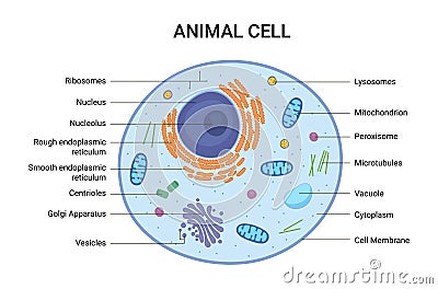 Vector illustration of the Animal cell anatomy structure. Educational infographic Vector Illustration